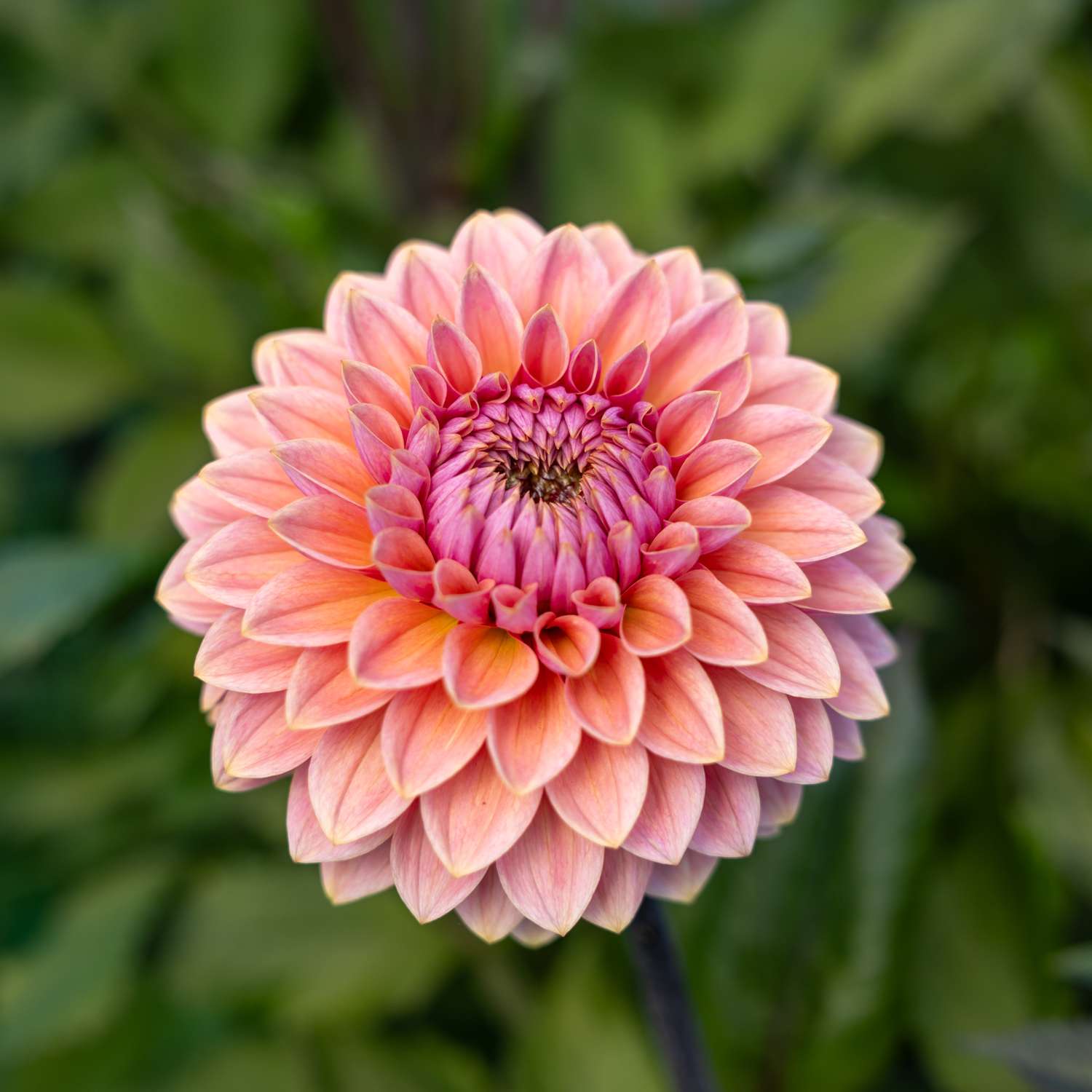 Daalia 'Sweet Sanne'